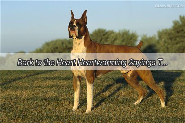 Bark to the Heart Heartwarming Sayings That Capture the Unconditional Love of Dogs